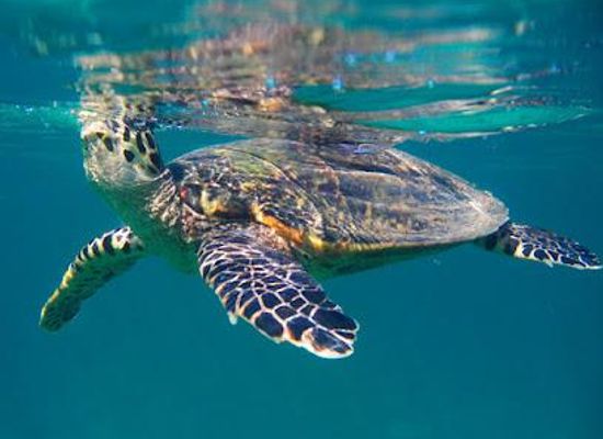 madagascar/nosy-be/attraction/nosy-tanikely-national-park