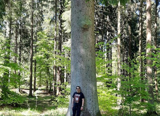 germany/eifel/attraction/konigsfichte
