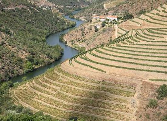 portugal/douro/attraction/quinta-do-panascal-fonseca-porto