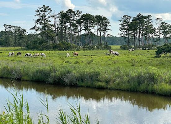 virginia/assateague-island/attraction/pony-view