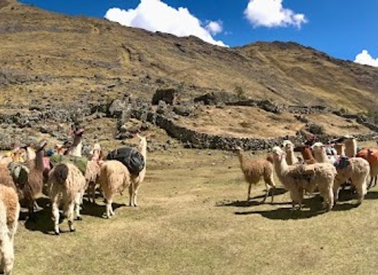 peru/lares-trek/attraction/llama-pack-project