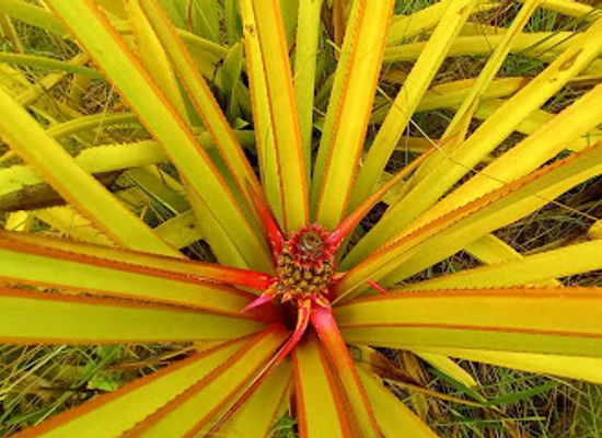 jamaica/savanna-la-mar/attraction/escape-farms