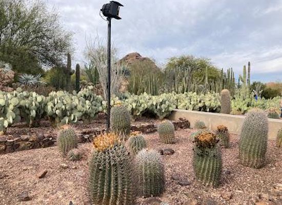 arizona/mesa/attraction/desert-botanical-garden