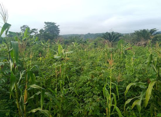 cameroon/south-west-region/attraction/sole