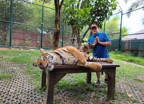 thailand/phuket/attraction/tiger-kingdom-phuket