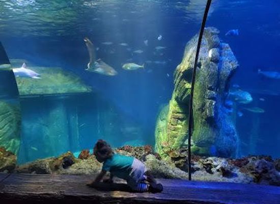 germany/munich/attraction/sea-life-munich
