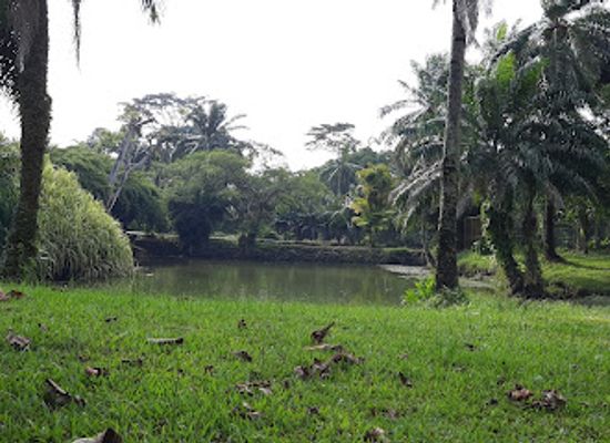 gabon/estuary-province/attraction/sibang-arboretum