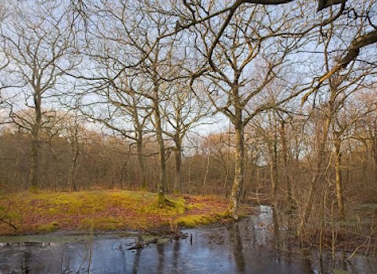 denmark/fano/attraction/skovhaven-torp-plantage