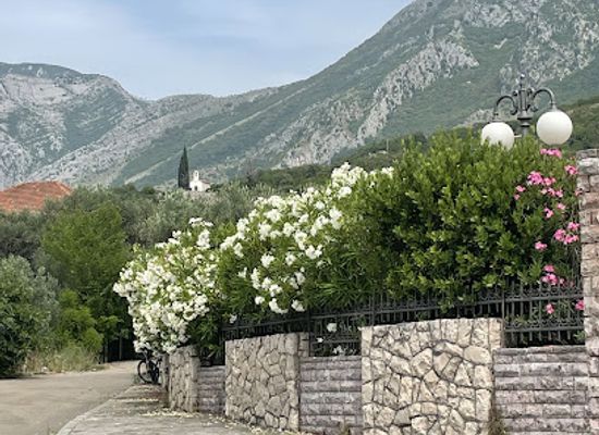 montenegro/bar-riviera/attraction/old-olive-tree
