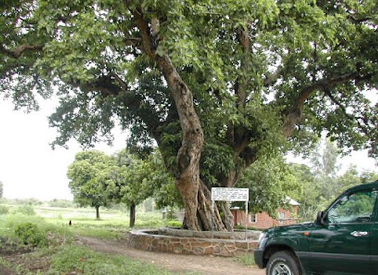 malawi/central-region/attraction/livingstone-tree