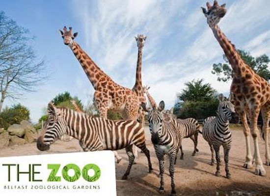 united-kingdom/belfast/attraction/belfast-zoo