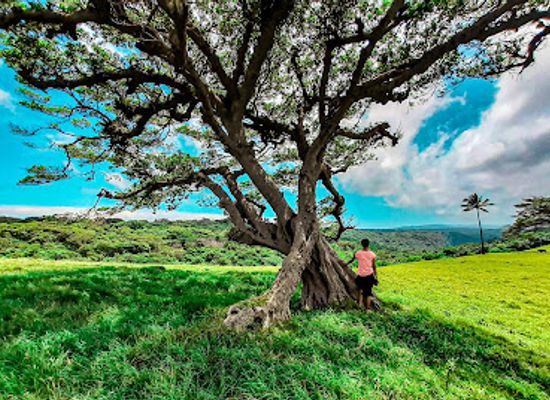 vanuatu/lenakel/attraction/ikapau-plantations
