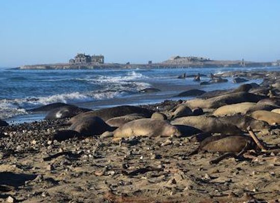 california/silicon-valley/attraction/ano-nuevo-state-park