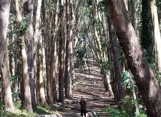 california/bay-area/attraction/lovers-lane-at-the-presidio