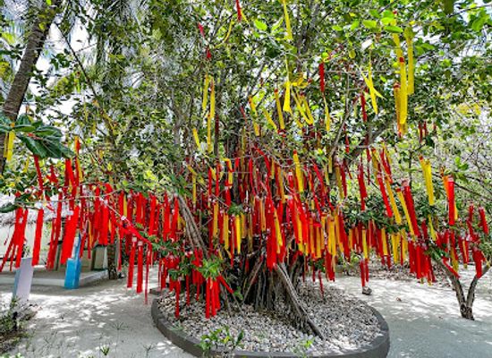 maldives/dhangethi-island/attraction/tree-of-wishes
