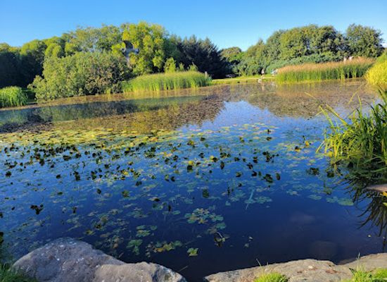 norway/nord-trondelag/attraction/ntnu-ringve-botanical-garden
