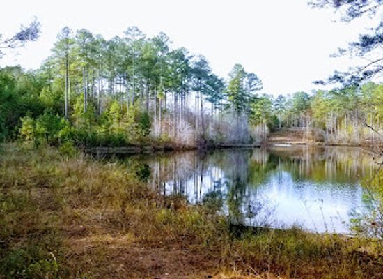 mississippi/the-tombigbee-prairie/attraction/tombigbee-national-forest