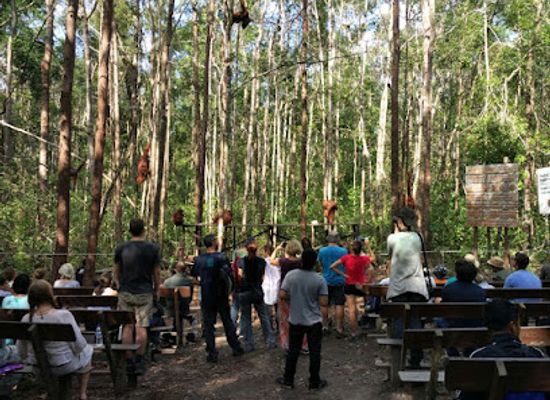 indonesia/tanjung-puting-national-park/attraction/cv-dolphindo-orangutan-tour-tanjung-puting