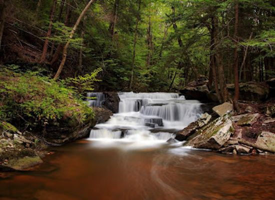 pennsylvania/bald-eagle-state-park/attraction/allegheny-national-forest