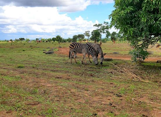 malawi/lilongwe-plain/attraction/r-l-game-ranch