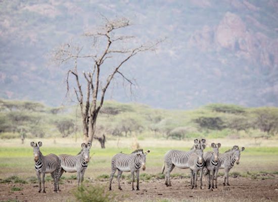 kenya/northern-frontier-district/attraction/shaba-national-reserve