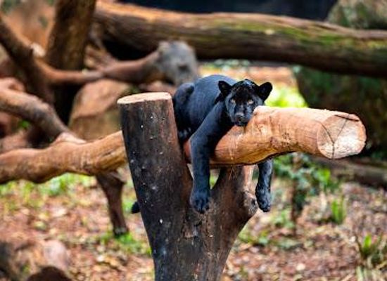 paraguay/hernandarias/attraction/itaipu-biological-refuge