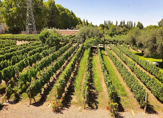 argentina/cuyo/attraction/bodega-roberto-bonfanti