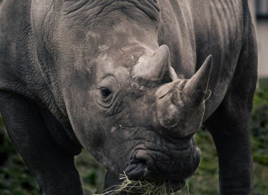 zimbabwe/mashonaland-west/attraction/lions-rhino-africa-safaris