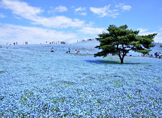japan/hitachi/attraction/hitachi-seaside-national-park