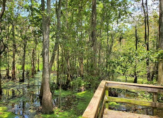 louisiana/lake-maurepas/attraction/joyce-wildlife-swampwalk