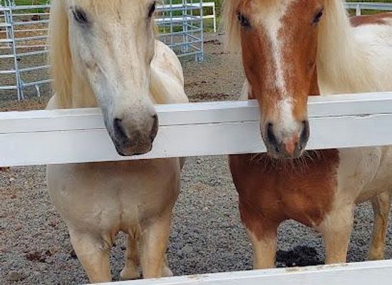 iceland/borgarnes/attraction/sturlureykir-visiting-horse-farm