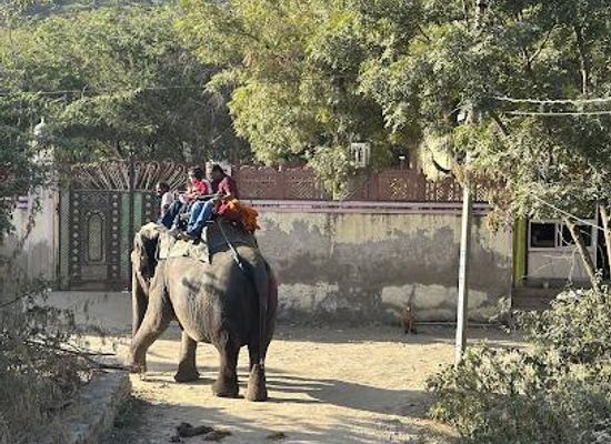 india/jaipur/attraction/elephant-village-in-jaipur