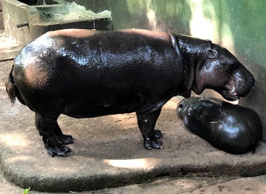 sri-lanka/gampaha-district/attraction/dehiwala-zoological-gardens