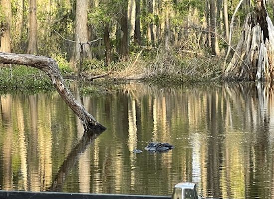 louisiana/north-louisiana/attraction/billy-carter-s-godevil-caddo-lake-swamp-tours