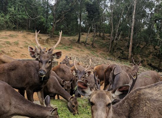 india/mizoram/attraction/deer-park-thenzawl