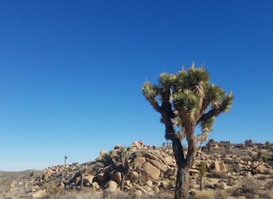 california/joshua-tree-national-park/attraction/maze-loop-trail