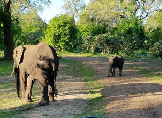 zambia/south-luangwa-national-park/attraction/world-wild-life-monument