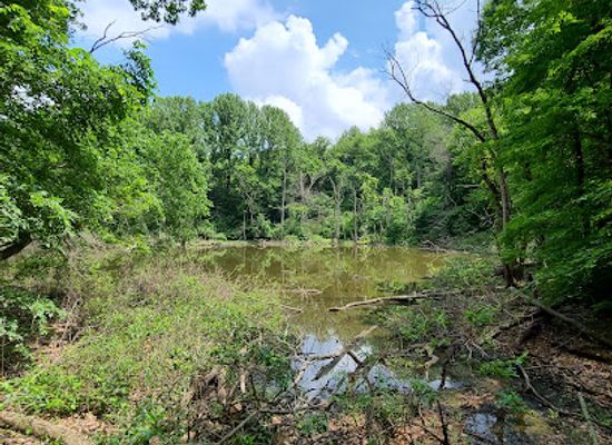 indiana/the-dunes/attraction/pinhook-bog