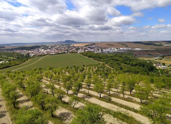 czechia/palava/attraction/mandlonove-sady