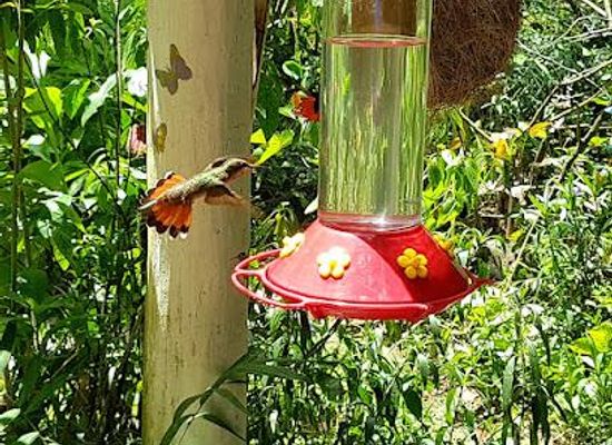 trinidad-and-tobago/tobago/attraction/adventure-farm-and-nature-reserve-adventure