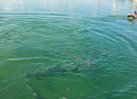 belize/ambergris-caye/attraction/fish-feeding-dock
