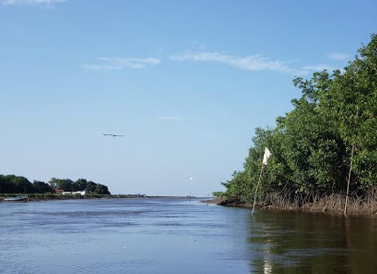 guyana/essequibo-islands-west-demerara/attraction/mahaica-river-birding-tour