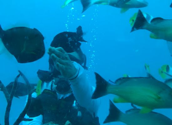 guam/central-guam/attraction/guam-experience-diving-fish-eye-point