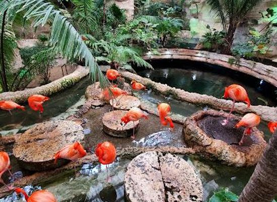 texas/plano/attraction/the-dallas-world-aquarium