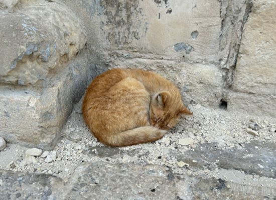 malta/valletta/attraction/nice-orange-cat