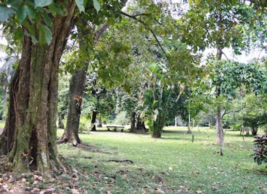 cameroon/mount-cameroon-national-park/attraction/jungle-village