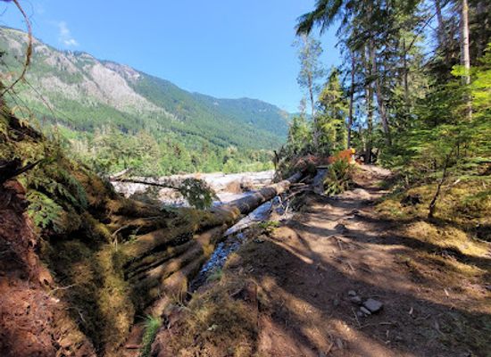 washington/mount-rainier-area/attraction/carbon-river-rainforest-trail