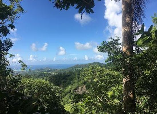 barbados/cherry-tree-hill/attraction/coco-hill-forest