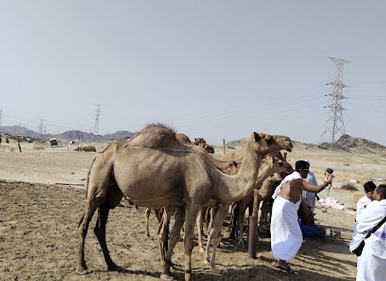 saudi-arabia/asir-mountains/attraction/hudaibiyah-camel-farm-km
