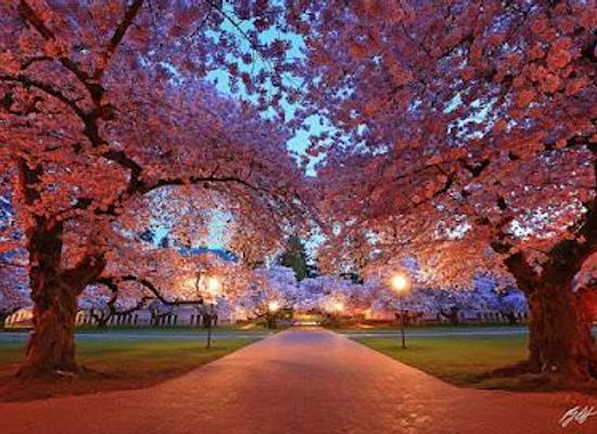 washington/bellevue/attraction/university-of-washington